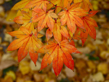 Close-up of maple leaves