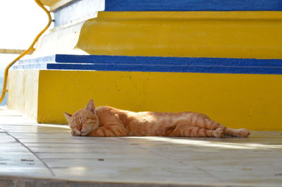 Portrait of a cat sleeping
