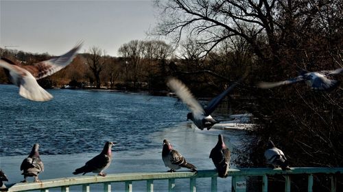 Birds flying over lake