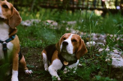 View of dog on field