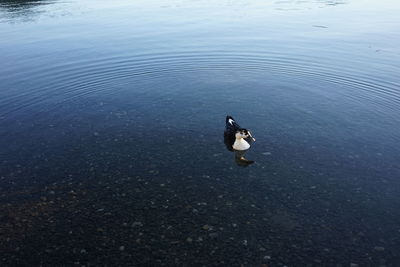 High angle view of ducks swimming on lake