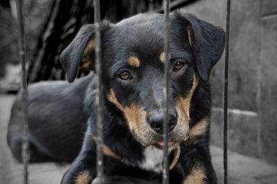 Dog in animal shelter waiting for adoption. portrait of red homeless dog in animal shelter cage.