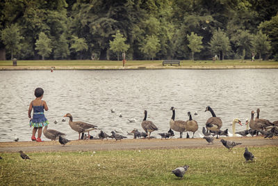 Ducks on lake by trees