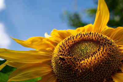 Close-up of sunflower