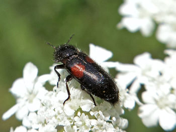 Close-up of insect on white flower at park