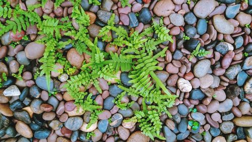 High angle view of pebbles in market