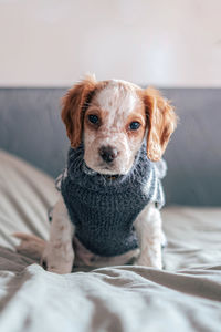 Portrait of dog sitting on bed at home