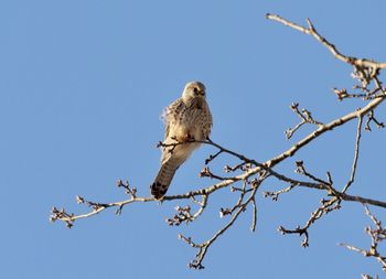 Low angle view of bird perching on branch