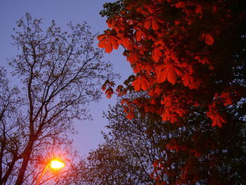 Low angle view of flowering tree during sunset