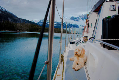 Dog on boat moored in lake against sky