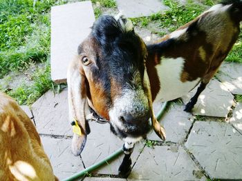 High angle portrait of horse standing outdoors