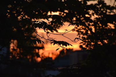 Close-up of silhouette plants against sunset sky