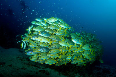 Fish swimming in sea