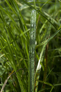 Close-up of wet grass