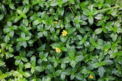 High angle view of flowering plants