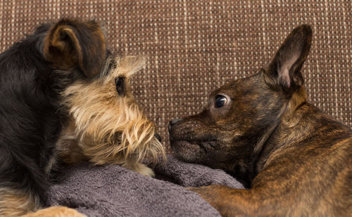 Close-up of dogs relaxing