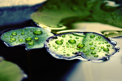 Close-up of raindrops on green leaves