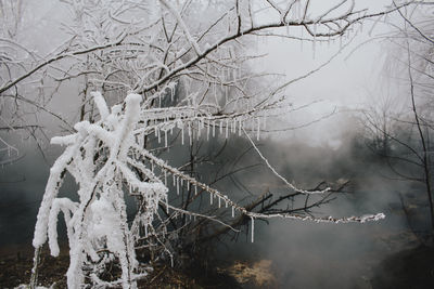 Close-up of bare tree during winter