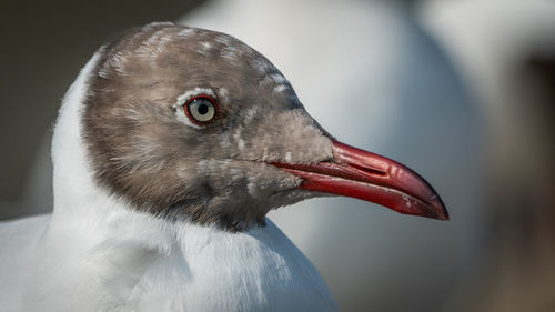 Close-up of a bird