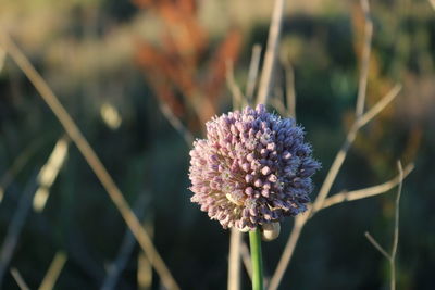 Close-up of purple flowering plant on field