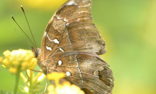 Close-up of butterfly on flower