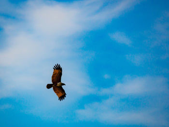 Low angle view of eagle flying against sky