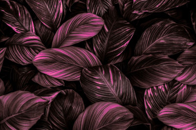 Full frame shot of pink leaves
