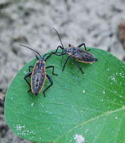 Close-up of insect on leaf