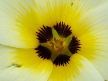 Full frame shot of sunflower