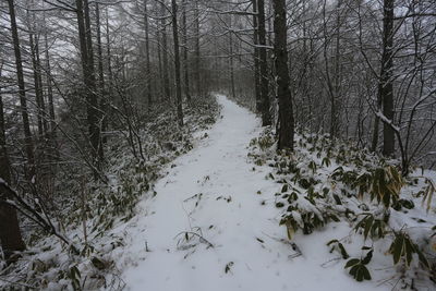 Snow covered trees in forest