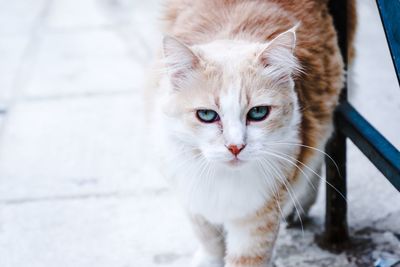 Close-up portrait of cat