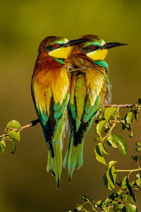 Close-up of bird perching on branch