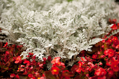 Close-up of plants