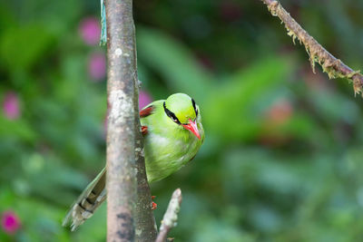 Close-up of bird perching on branch