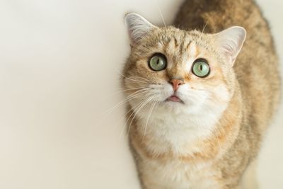 Close-up portrait of a cat against white background