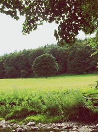 Scenic view of grassy field