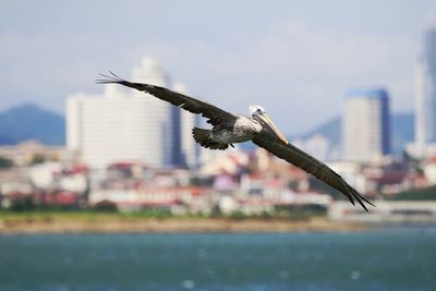 Seagull flying against the sky