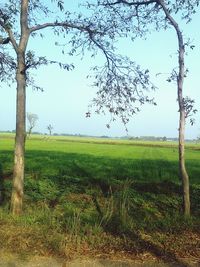 Scenic view of field against clear sky