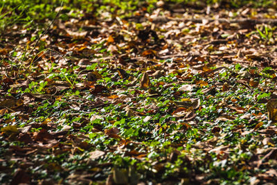 Close-up of autumn leaves on field