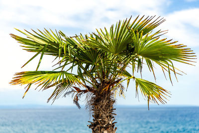 Palm tree on beach against sky