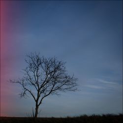 Bare trees on landscape