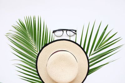 Close-up of palm tree against white background