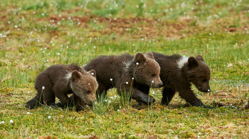 Bears on grass