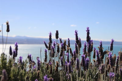 Close-up of purple flowering plants on field against sky