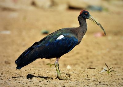 Red naped ibis