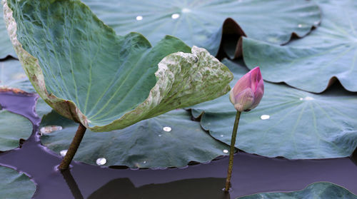 Close-up of lotus water lily in lake