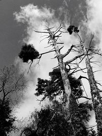 Low angle view of bare tree against sky