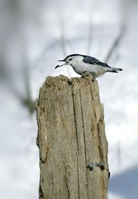 Bird perching on railing