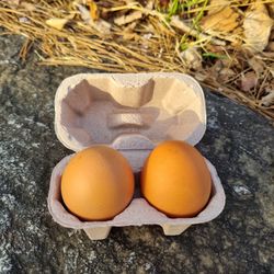 Close-up of eggs in carton