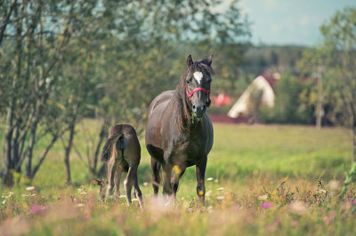 Horses on field